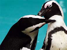 Seabird Rehabilitation Center in Port Elizabeth