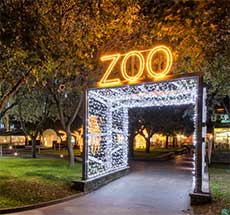 Gauteng - Joburg Zoo Festival of Light