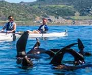 Kayaking with penguins