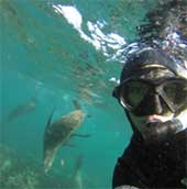 Snorkelling with seals cape town