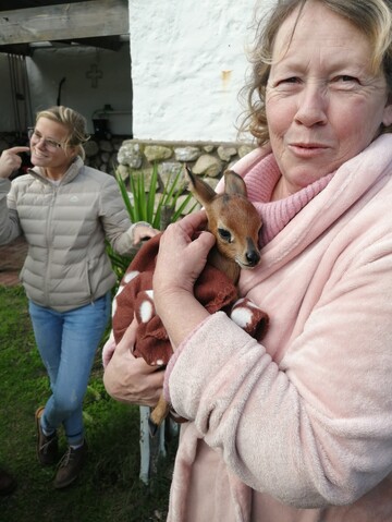Frosy, 61 Cape Town, Western Cape, South Africa