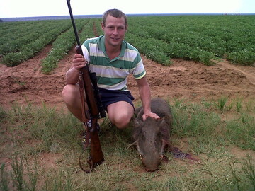 kudu bul, 43 Klerksdorp, North West, South Africa