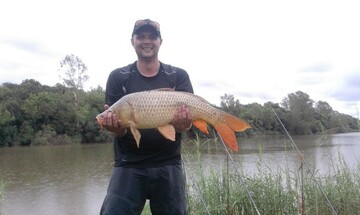 kopraas, 38 Potchefstroom, North West, South Africa