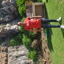 Red devil Gallery Photo 1