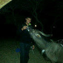 Lion45 From Pretoria, Gauteng