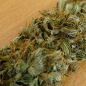 kmaota Gallery Photo 6