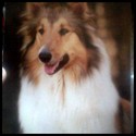 Willow6 Gallery Photo 2