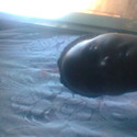 Nickies2 From Pretoria, Gauteng